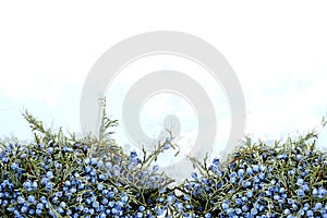 Postcard with berry.