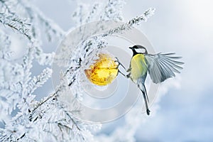 Beautiful postcard with bird tit flying have glass Golden festive globe hanging on branch Christmas tree winter in Park