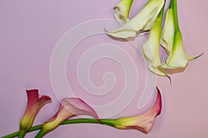 Postcard with callas. Beautiful fresh natural calla flowers. Copyspace. Top view