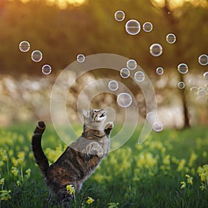 Postcard with a cute striped kitten walking through a summer Sunny blooming meadow and catching flying shiny soap bubbles