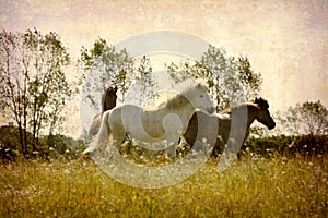 Postcard from Denmark (Series)