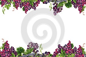 Postcard design. Border frame with intertwined bunches of grapes with green leaves on vine branches. Hand drawn watercolor