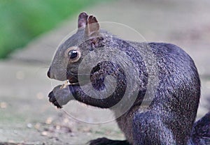 Postcard with a funny black squirrel eating nuts