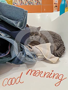 a postcard with a good morning wish and a British blue cat
