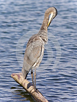 Postcard with a great blue heron cleaning feathers