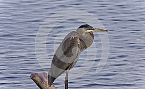 Postcard with a great blue heron standing on a log