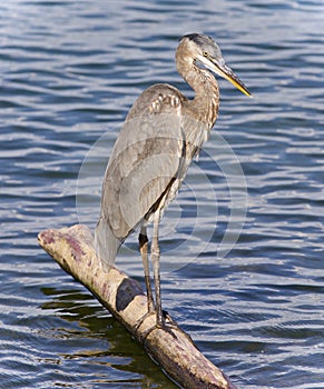 Postcard with a great blue heron standing on a log