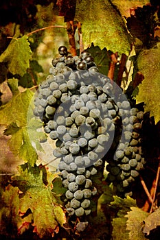 Postcard from Italy (series)