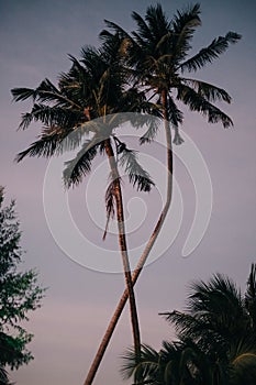 Postcard motive: Two palms during sunset on tropical island give a exotic feeling to the viewer