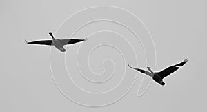 Postcard with a pair of Canada geese flying