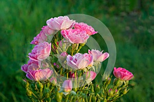 Postcard of pompous rose roses