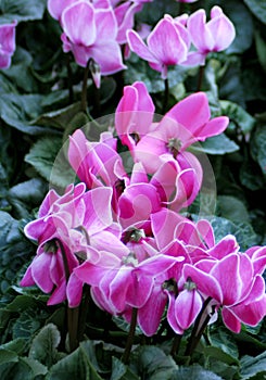 Postcard serie nomber 5