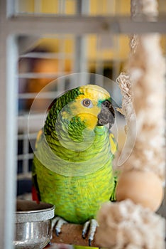 Postcard sweet parrot home amazon green in a cage