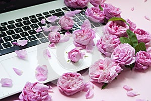 Postcard template. The laptop keyboard is strewn with pink roses, buds on a pink background. top view. Flat lay. Festive