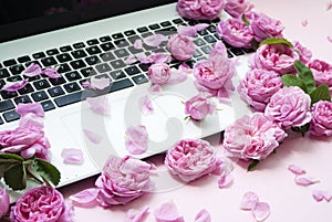 Postcard template. The laptop keyboard is strewn with pink roses, buds on a pink background. top view. Flat lay. Festive