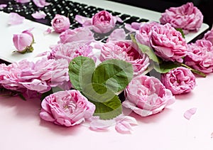 Postcard template. The laptop keyboard is strewn with pink roses, buds on a pink background. top view. Flat lay. Festive