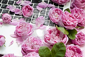 Postcard template. The laptop keyboard is strewn with pink roses, buds on a pink background. top view. Flat lay. Festive