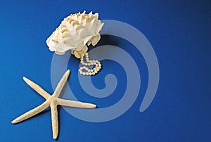 Postcard template with sea shore, sea clam shell and starfish on blue background.Mock up.