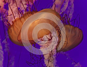 Postcard with three beautiful deadly jellyfishes