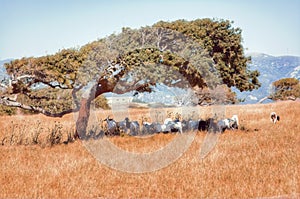 Postcards from Sardinia.  Rural landscapes. A small herd of goats shelters from the hot summer sun under a tree of cork oak