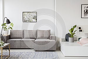 Poster above grey corner sofa in bright apartment interior with