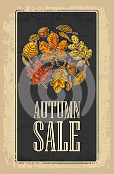 Poster AUTUNB SALE with set leaf and acorn. Vector vintage engraved illustration.