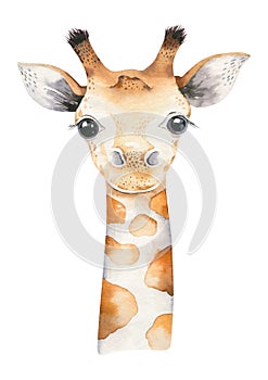 A poster with a baby giraffe. Watercolor cartoon giraffetropical animal illustration. Jungle exotic summer print.