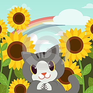 Poster of cat in the garden. Pretty kitten with yellow sun flowers in the garden background. cat smiling.rainbow in the sky.happy