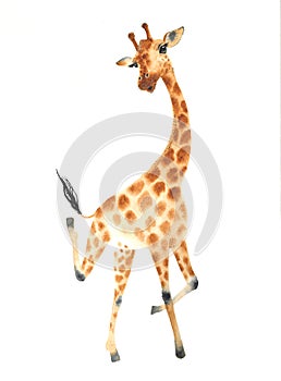 A poster with a dansing giraffe. Watercolor giraffe animal illustration isolated on white