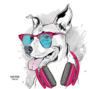 The poster of the dog portrait in hip-hop hat and with headphones. Vector illustration.