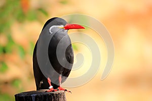 Poster inca tern - sea bird