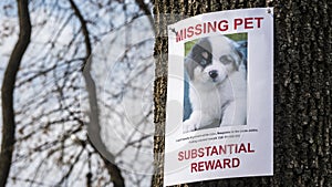 Poster with information about the missing pet - a little puppy