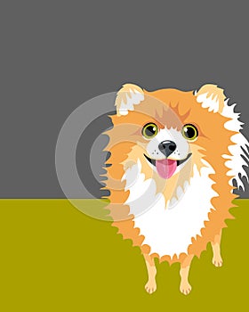 Poster layout with Pomeranian Dog