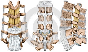 POSTER The ligaments surrounding the lumbar spine