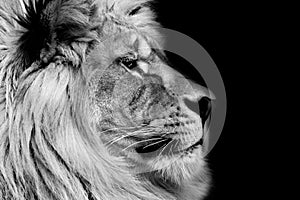 Poster lion