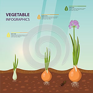 Infochart poster with onion growth stages photo