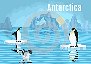 Poster penguins on iceberg antarctica albatross