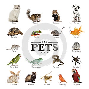 Poster of pets in English