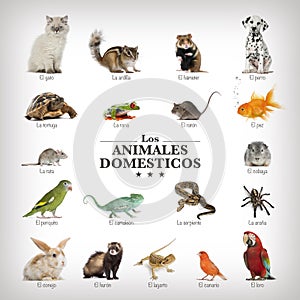 Poster of pets in spanich