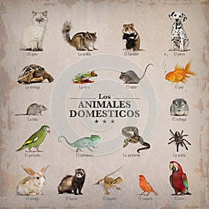 Poster of pets in spanich