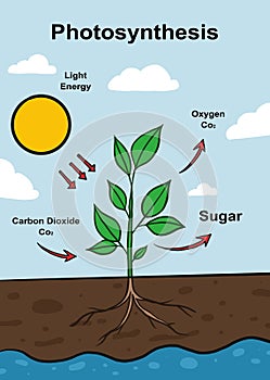 a poster of photosynthesis cycle