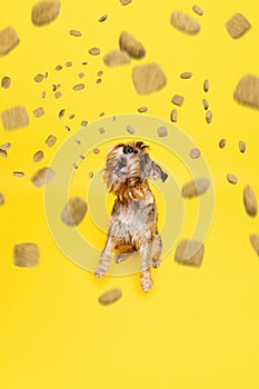 Poster. Portrait of happy, funny Schnauzer, breed dog surrounded flying canine food for pets against yellow studio