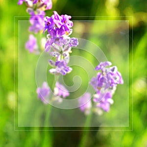 Poster with transparent frame, blurred macro of lavender bunch