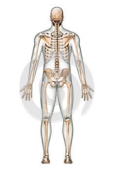 Posterior or back view of accurate human skeletal system with skeleton bones and adult male body isolated on white background 3D