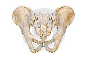 Posterior or back view of human male pelvis and sacrum bones isolated on white background 3D rendering illustration. Blank
