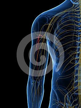 The Posterior Brachial Cutaneous Nerve