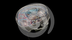 The posterior cerebral artery is a terminal branch of the basilar artery