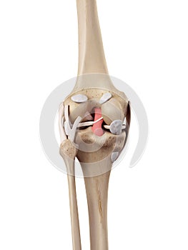 The posterior cruciate ligament