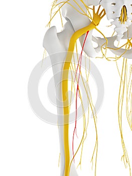 The posterior femoral cutanious nerve