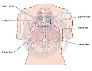 Posterior lung auscultation sites